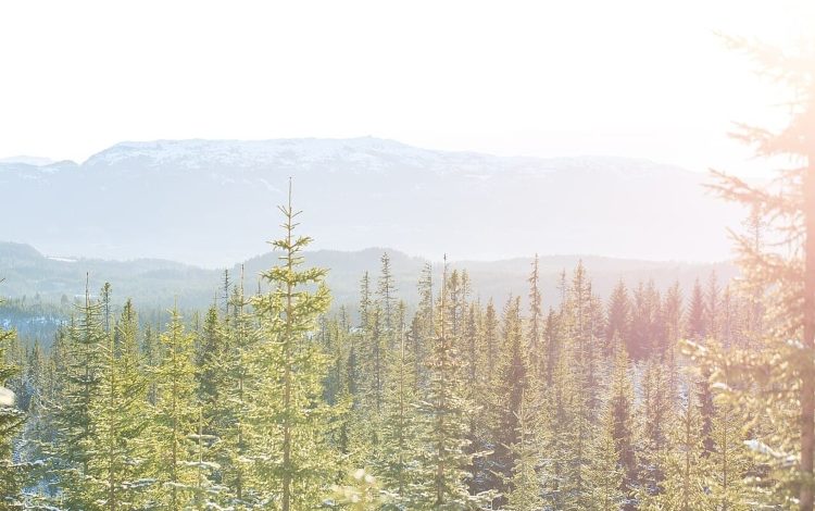 Descubren que los pinos noruegos pueden acumular oro gracias a bacterias
 – Primer plano