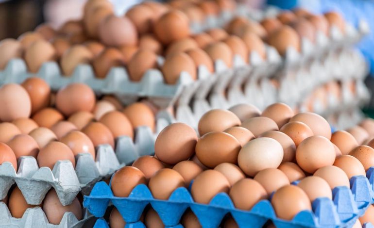 Santander es líder en producción avícola, estos son los números

 – Primer plano