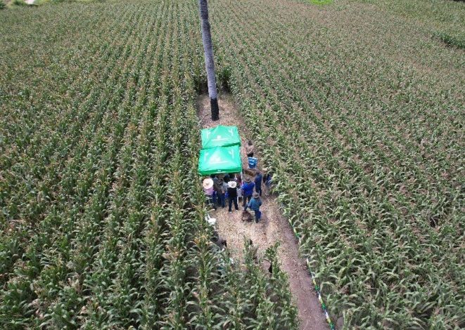 PRECISAGRO lanza en Colombia dos híbridos de maíz convencional con alto potencial de rendimiento
 – Primer plano