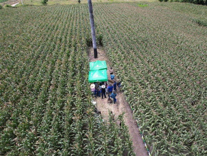 PRECISAGRO lanza en Colombia dos híbridos de maíz convencional con alto potencial de rendimiento

 – Primer plano