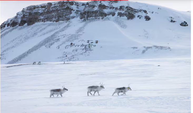 ¿Cómo es vivir cinco días en la estación científica más cercana al Polo Norte?

 – Primer plano