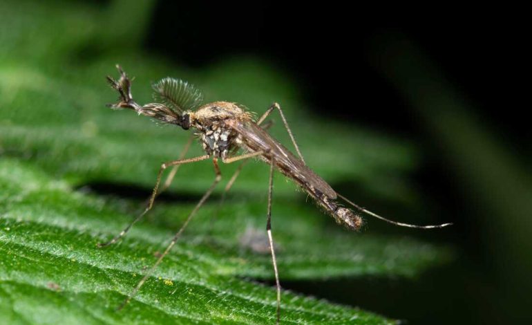 Primera aparición de mosquitos en Islandia
 – Primer plano