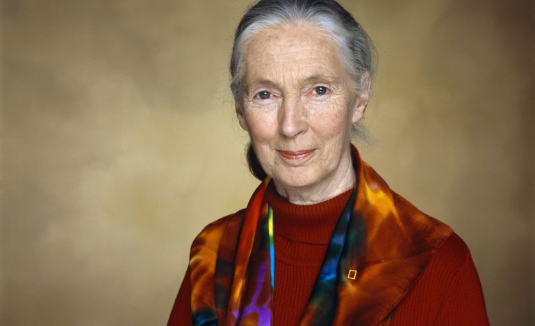 Jane Goodall falleció, pionera en la investigación de Chimpanzee y los defensores ambientales

 – Primer plano