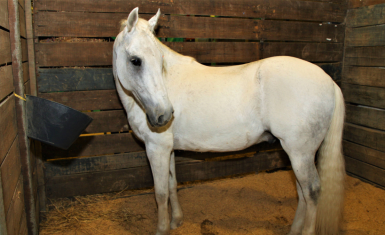 Estos pueden representar amenazas económicas y de salud para la región.

 – Primer plano