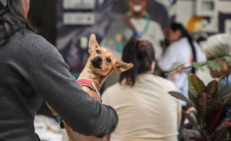 Intentan proteger a los animales de los efectos de la pólvora durante las celebraciones de diciembre

 – Primer plano