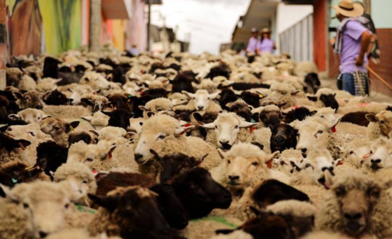 2.000 ovejas llenaron de encanto las calles de Marulanda, una comuna de Caldas que celebra su identidad con un desfile de ovejas cada dos años

 – Primer plano