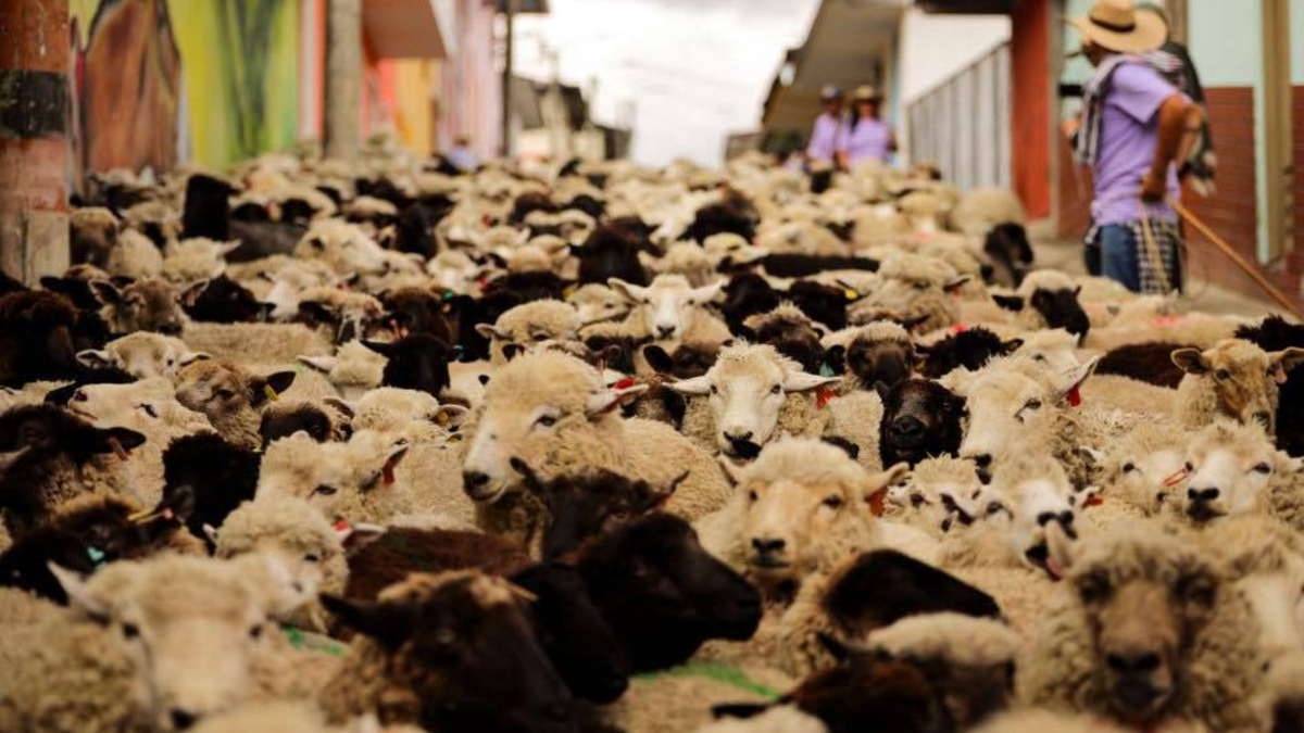 2.000 ovejas llenaron de encanto las calles de Marulanda, una comuna de Caldas que celebra su identidad con un desfile de ovejas cada dos años

 – Primer plano