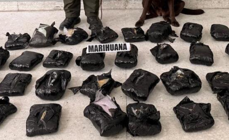 Incautaron 21.000 gramos de marihuana disfrazados de una empresa de reparto: un perro antidrogas detectó sustancias ilegales

 – Primer plano