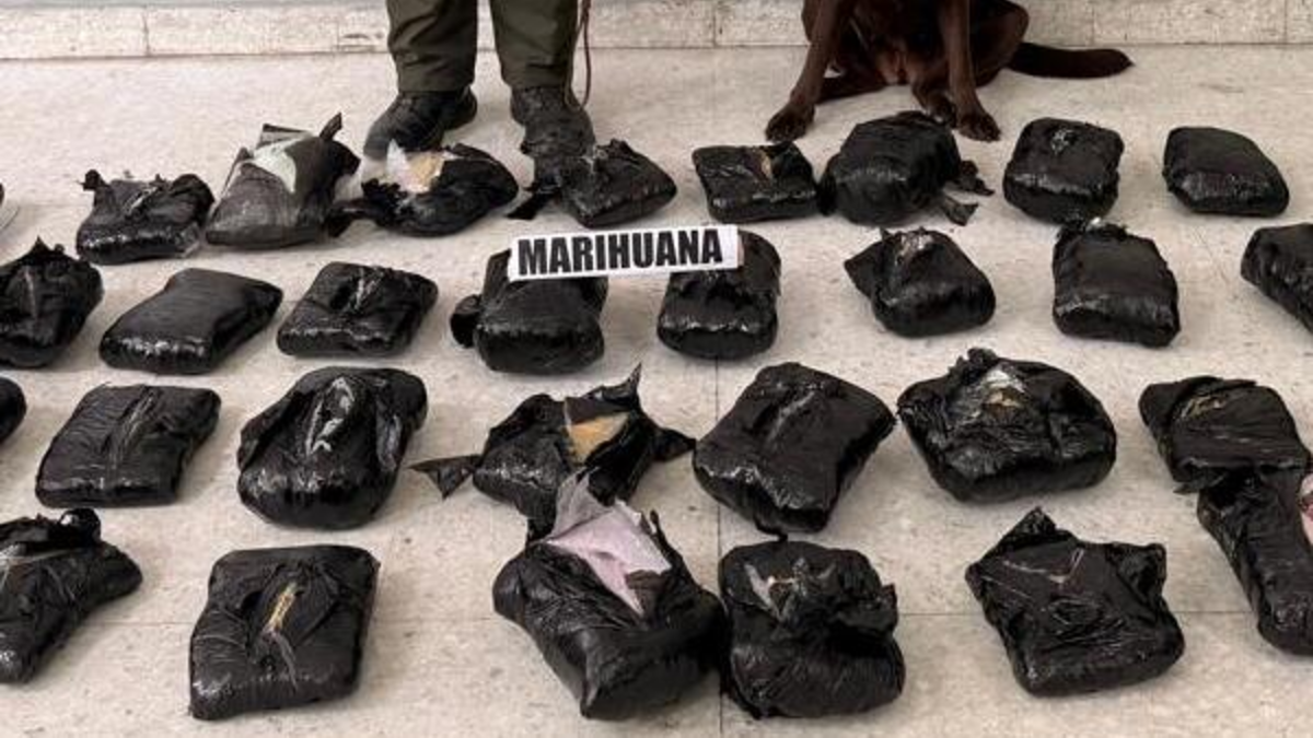 Incautaron 21.000 gramos de marihuana disfrazados de una empresa de reparto: un perro antidrogas detectó sustancias ilegales

 – Primer plano