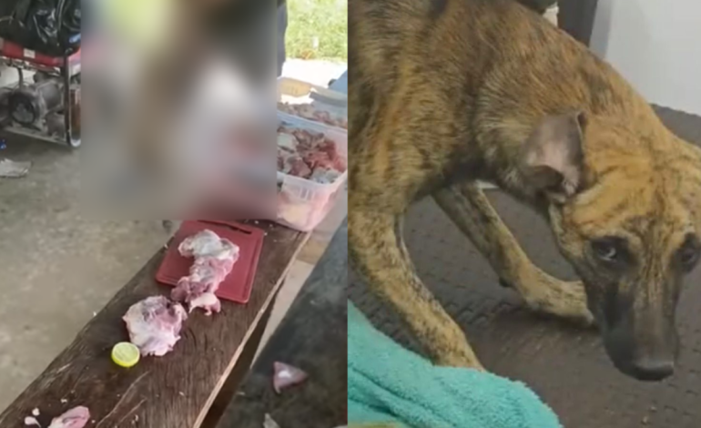 En Antioquia, indignación por la liberación de un hombre que se entregó a la policía tras golpear brutalmente a su mascota

 – Primer plano