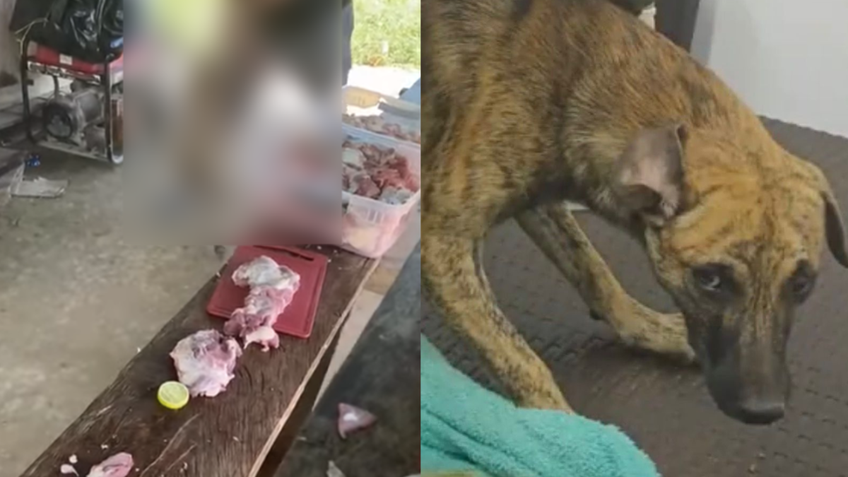 En Antioquia, indignación por la liberación de un hombre que se entregó a la policía tras golpear brutalmente a su mascota

 – Primer plano