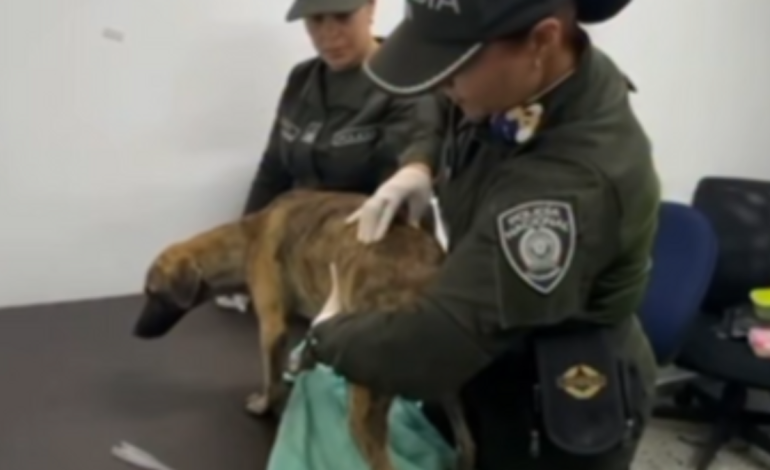 Los veterinarios están examinando un cachorro entregado por un hombre acusado de golpear brutalmente a un perro, lo que provocó indignación en todo el país.

 – Primer plano