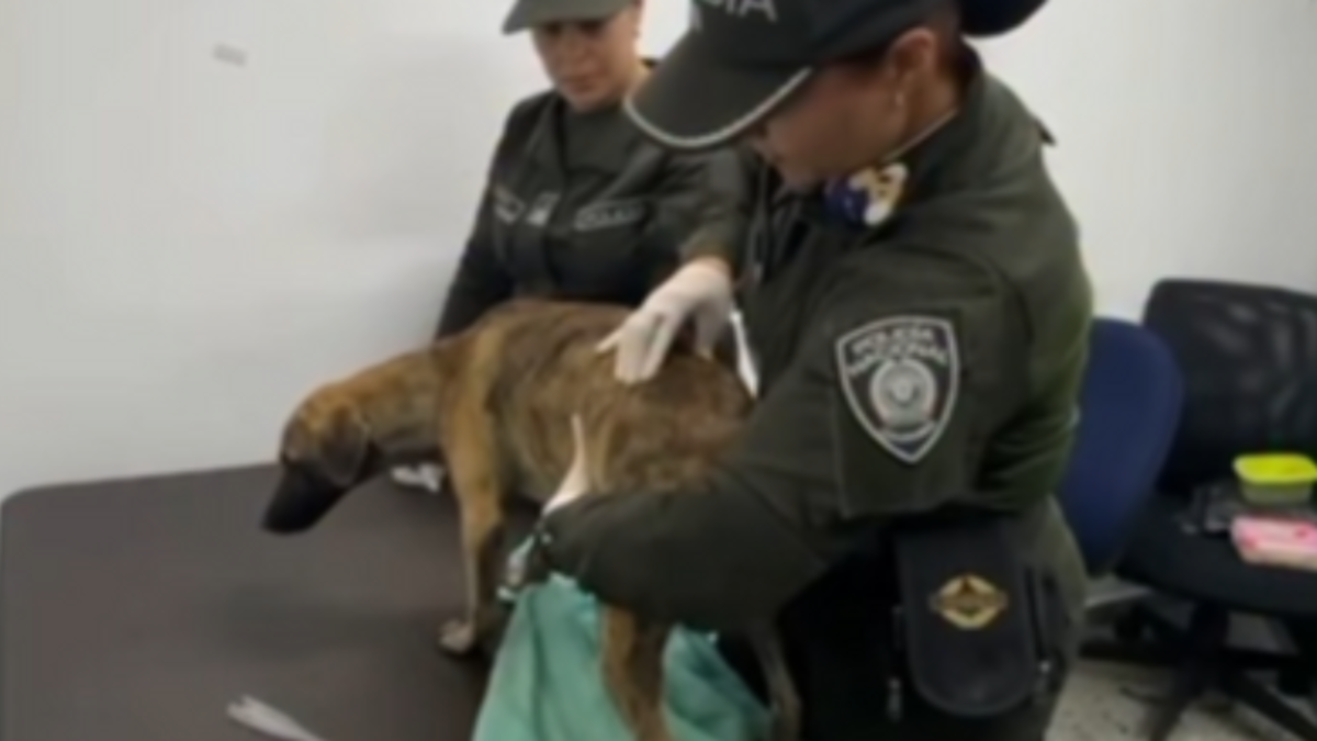 Los veterinarios están examinando un cachorro entregado por un hombre acusado de golpear brutalmente a un perro, lo que provocó indignación en todo el país.

 – Primer plano