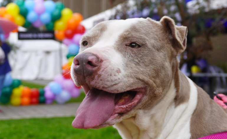 Condenan a 20 meses de prisión a hombre que torturó y mató a un perro en Barrancabermeja

 – Primer plano