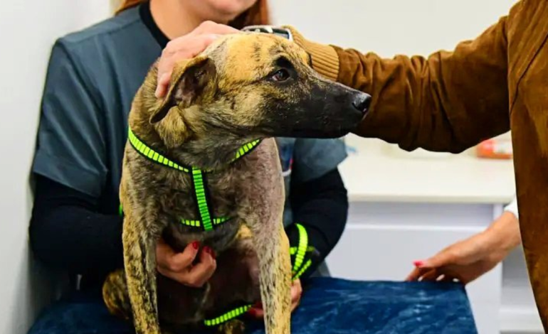 «Coronel Bizcocho», un perro rescatado en Antioquia, adoptado por la policía

 – Primer plano