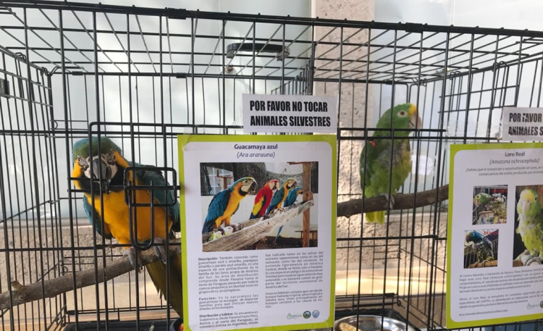 Cesar, primero en la región del Caribe por comercio ilegal de vida silvestre y tercero en el país por este delito ambiental

 – Primer plano