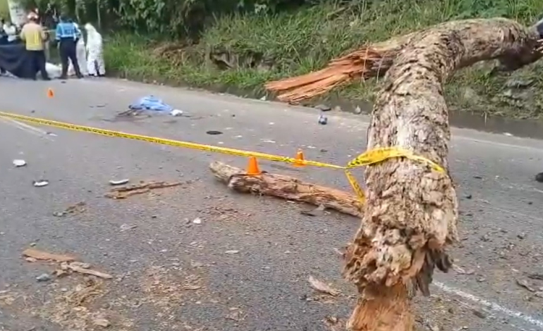 Dos personas murieron al caer un árbol mientras circulaban en motocicleta por la carretera en Piedecuesta

 – Primer plano