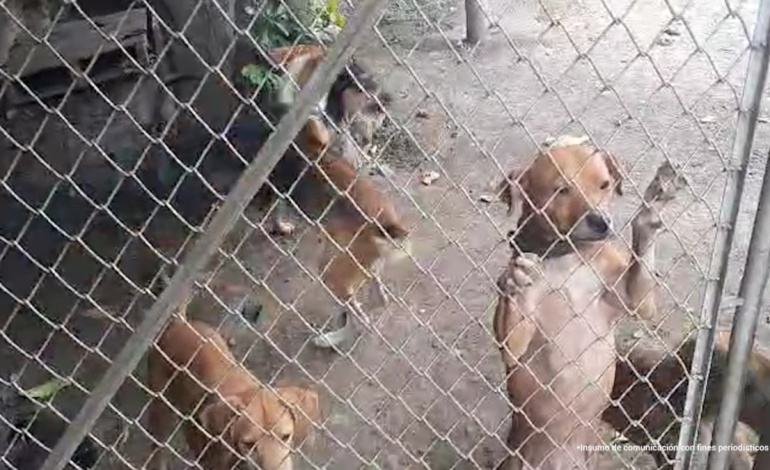 Encuentran 14 perros en la casa en estado de salud incierto

 – Primer plano