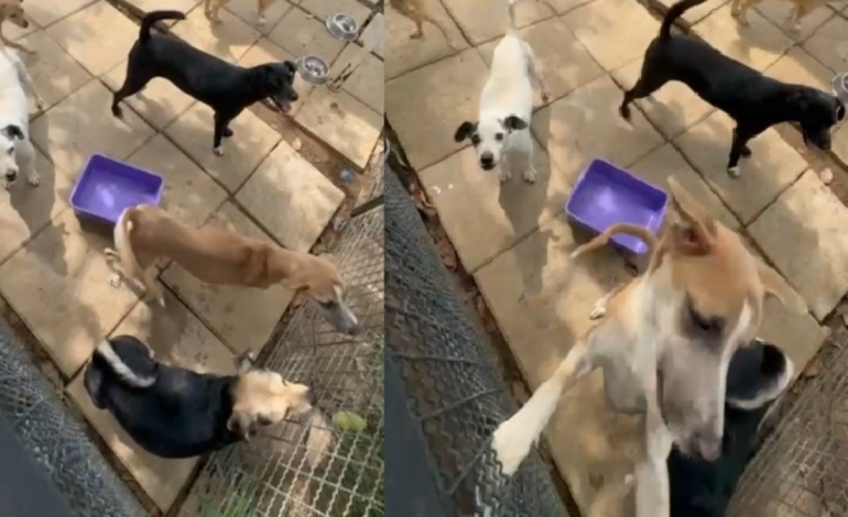 Rechazo de Bucaramanga: Veterinarios de la Unidad de Bienestar Animal ordenan eutanasia para perros que no la necesitan: revelan charlas burlonas

 – Primer plano