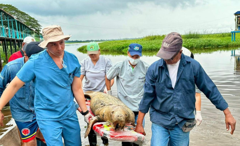 Un joven manatí ha muerto en el pantano de El Llanito, en Barrancabermeja. 13 especies ya han muerto en cinco años: está en vigor una alerta de contaminación

 – Primer plano