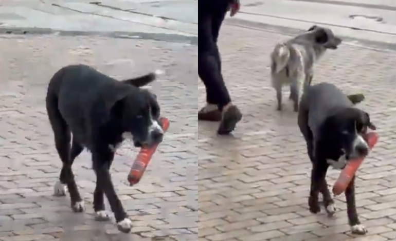 Un perro gana popularidad tras robar una salchicha en D1 en Antioquia

 – Primer plano