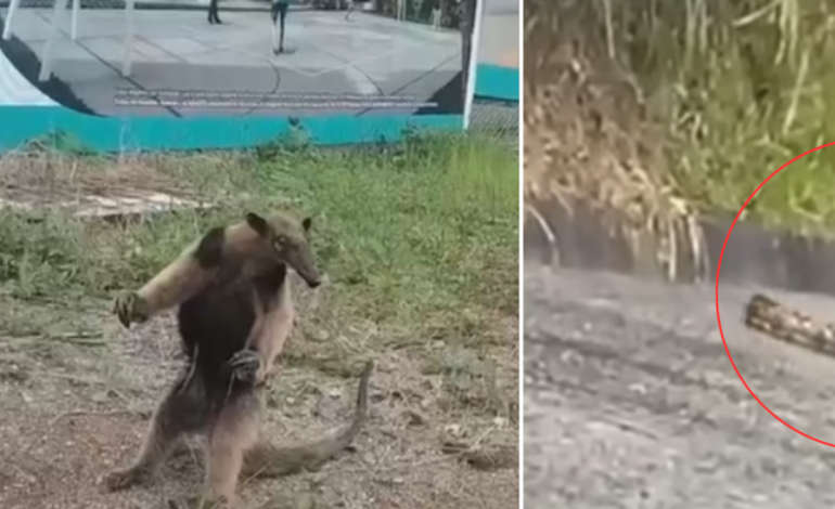 Vecinos del sector registran una serpiente y un oso hormiguero

 – Primer plano