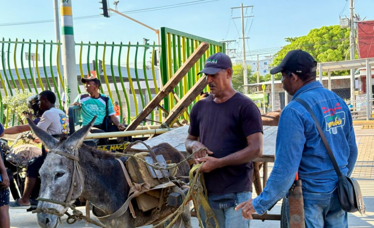 Cartagena hace historia al eliminar la tracción animal de las calles

 – Primer plano