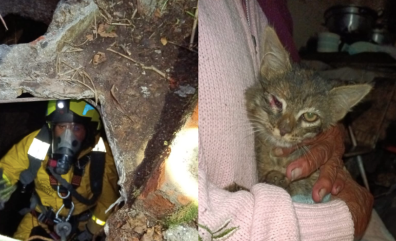 Salvaron a un gato que cayó a un pozo de 12 metros de profundidad en Pasto

 – Primer plano