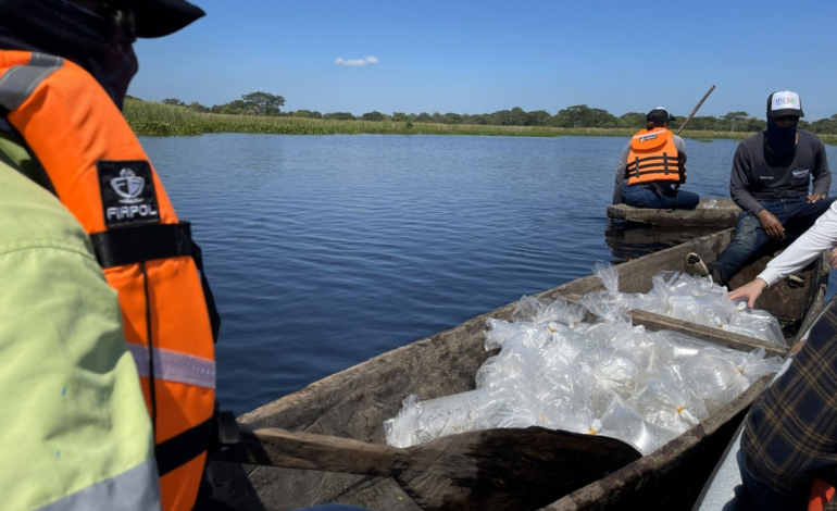 La siembra de 400.000 alevines de bocachico y dorada en las marismas de la Mata de Palma refuerza la pesca artesanal y la sostenibilidad medioambiental

 – Primer plano