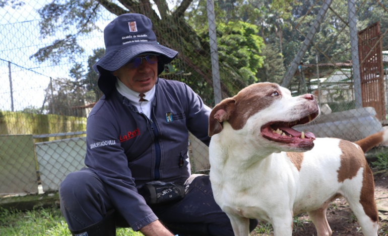 Gracias a la colaboración de la ciudadanía y la Alcaldía de Medellín se atendieron 2.548 animales

 – Primer plano