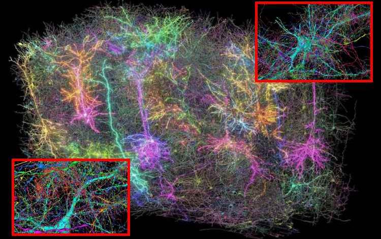 MICrONS crea el mapa cerebral más detallado jamás creado

 – Primer plano