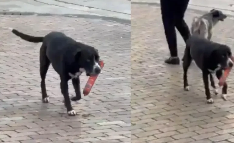 Perro se vuelve viral tras “robar” una salchicha en un D1 en Antioquia

 – Primer plano