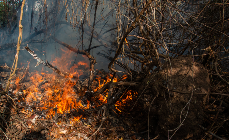 Incendio forestal en parque Isla Salamanca activa amenaza ecológica y moviliza a bomberos y marina por riesgo para manglares y comunidades

 – Primer plano