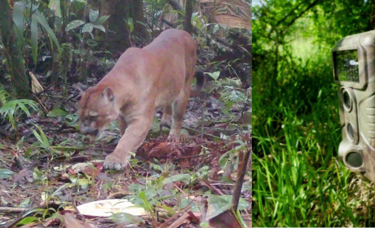 Las observaciones de las cámaras trampa revelan detalles sorprendentes

 – Primer plano