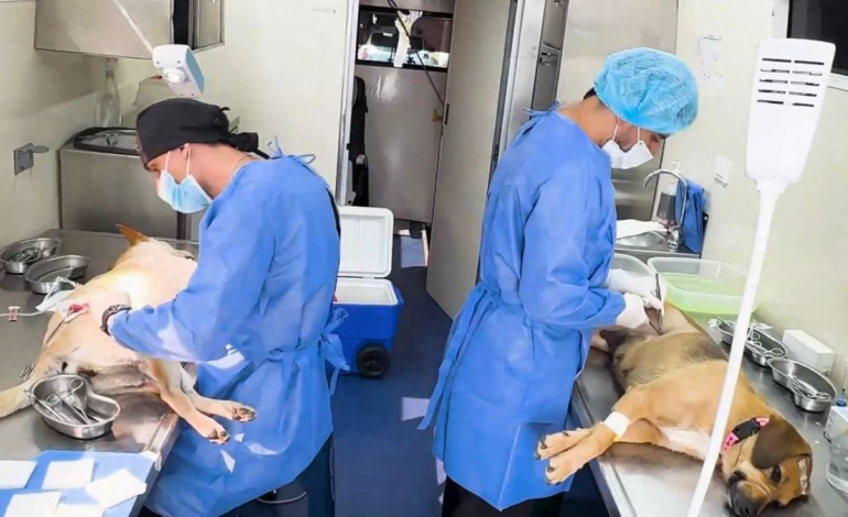 El Valle está comprometido a proteger a los animales a través de la legislación, la ciencia, la educación y el desarrollo económico sostenible.

 – Primer plano