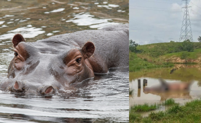 Investigan si murió producto de una pelea territorial

 – Primer plano