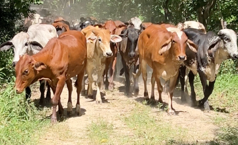 uno de ellos es de un creador de contenido famoso

 – Primer plano