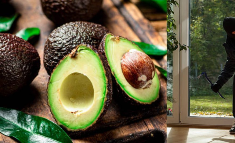 Detuvieron a un hombre de 37 años que robó 50 kilogramos de aguacates en una finca en Manizales

 – Primer plano