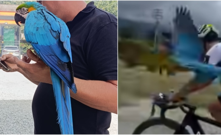 la famosa guacamaya que volaba con ciclistas en Quindío fue atacada y perdió sus plumas, ahora enfrenta reubicación del CRQ

 – Primer plano