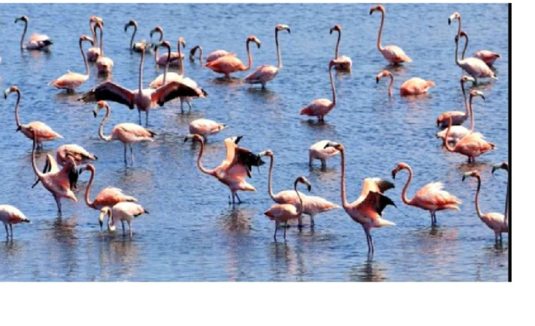Avistamiento de flamencos rosados ​​en Ciénaga de la Virgen de Cartagena trae esperanza a un embalse devastado, ayer despensa de un pescador

 – Primer plano