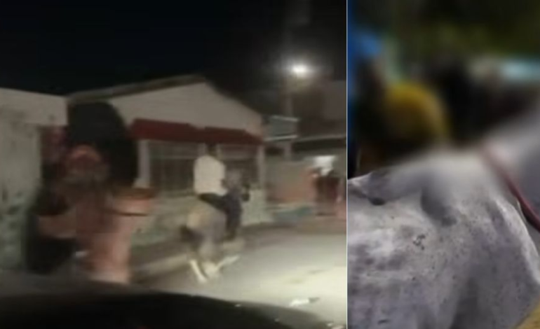 Autoridades se pronuncian tras videos que muestran caballos maltratados y utilizados para carreras secretas en Cartagena: ‘Serán denunciados’

 – Primer plano