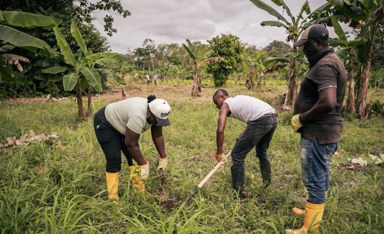Comunidades campesinas de Tumaco intercambian hectáreas de coca por hileras de alimentos y cultivos legales

 – Primer plano