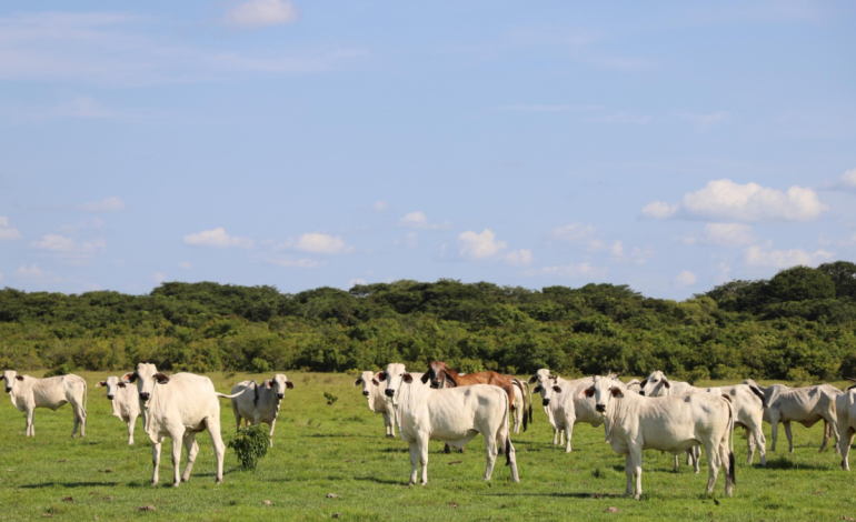 60 explotaciones ya están cambiando su modelo productivo y pretenden transformar 800.000 hectáreas

 – Primer plano