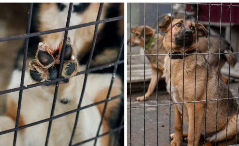 Alerta por intoxicación masiva de mascotas en Montenegro, Quindío

 – Primer plano