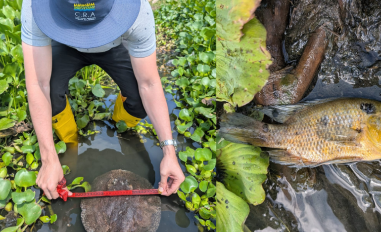 Atribuyen este fenómeno al desprendimiento de agua y al bajo contenido de oxígeno en el agua.

 – Primer plano