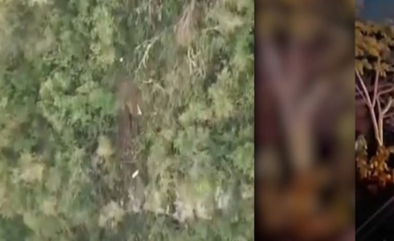 Producto de la tragedia falleció el conductor de 20 años.

 – Primer plano