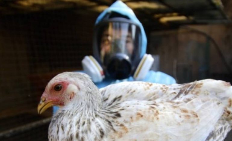 Casos de H5N1 confirmados en elefantes marinos y activada vigilancia epidemiológica

 – Primer plano