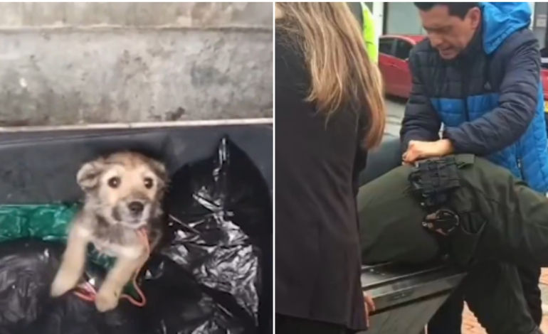 «Milagros», una perrita rescatada de un contenedor de basura en Tunja tras ser encontrada por la comunidad: un joven decidió adoptarla

 – Primer plano