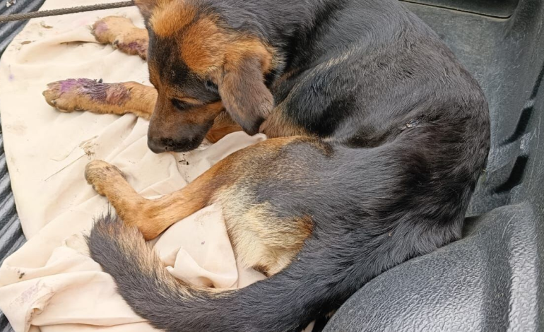 ésta es vuestra condición; ¿quién lo salvó?

 – Primer plano