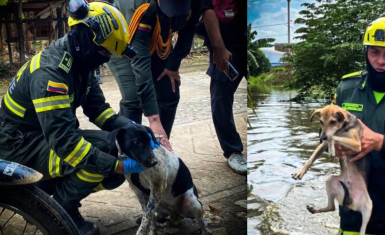 «No pueden pedir ayuda a gritos»

 – Primer plano